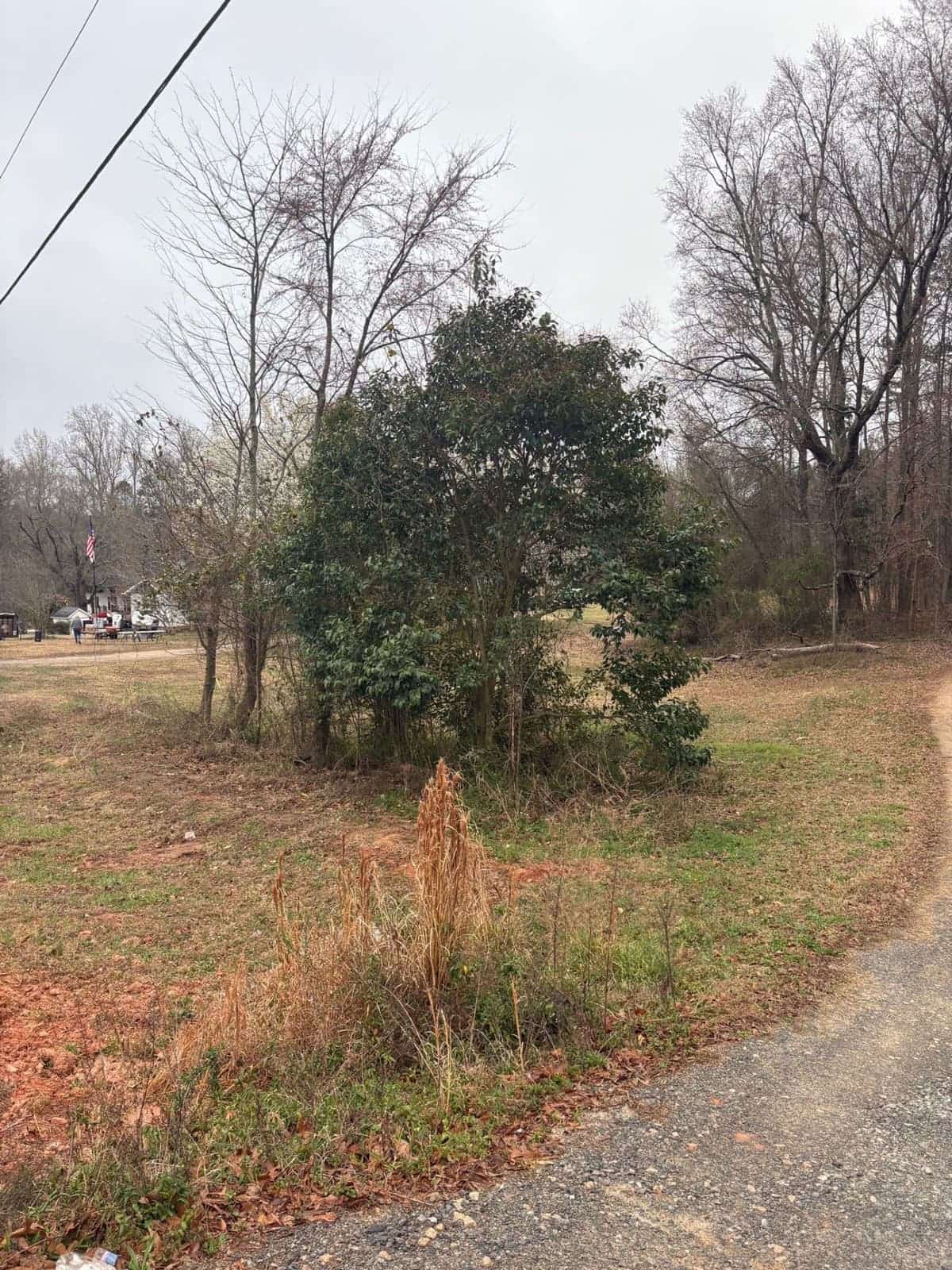 Overgrown lot with dense brush and small trees before forestry mulching in Rock Hill SC