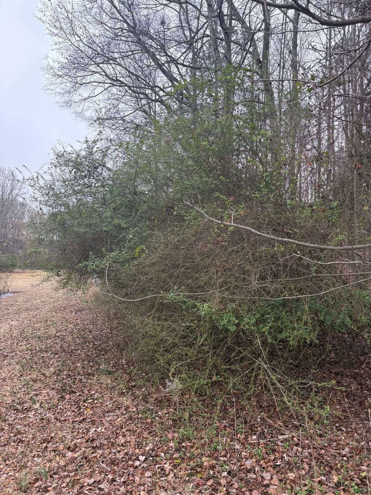 Dense brush and undergrowth before brush removal and forestry mulching in York County